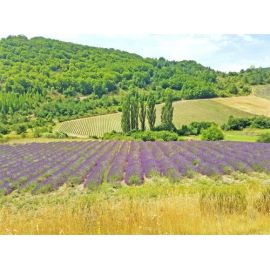 Le sud de la France, la Provence et la Riviera : 5 à 7 jours