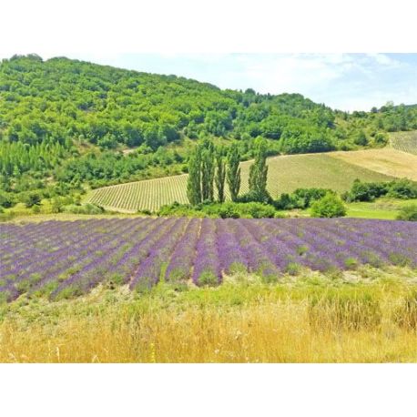 South France and Provence : 5 to 7 days